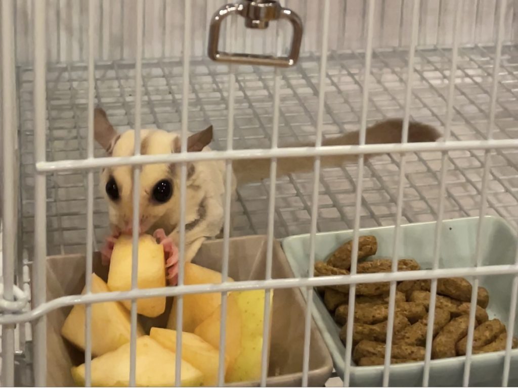 リンゴを食べるフクロモモンガ