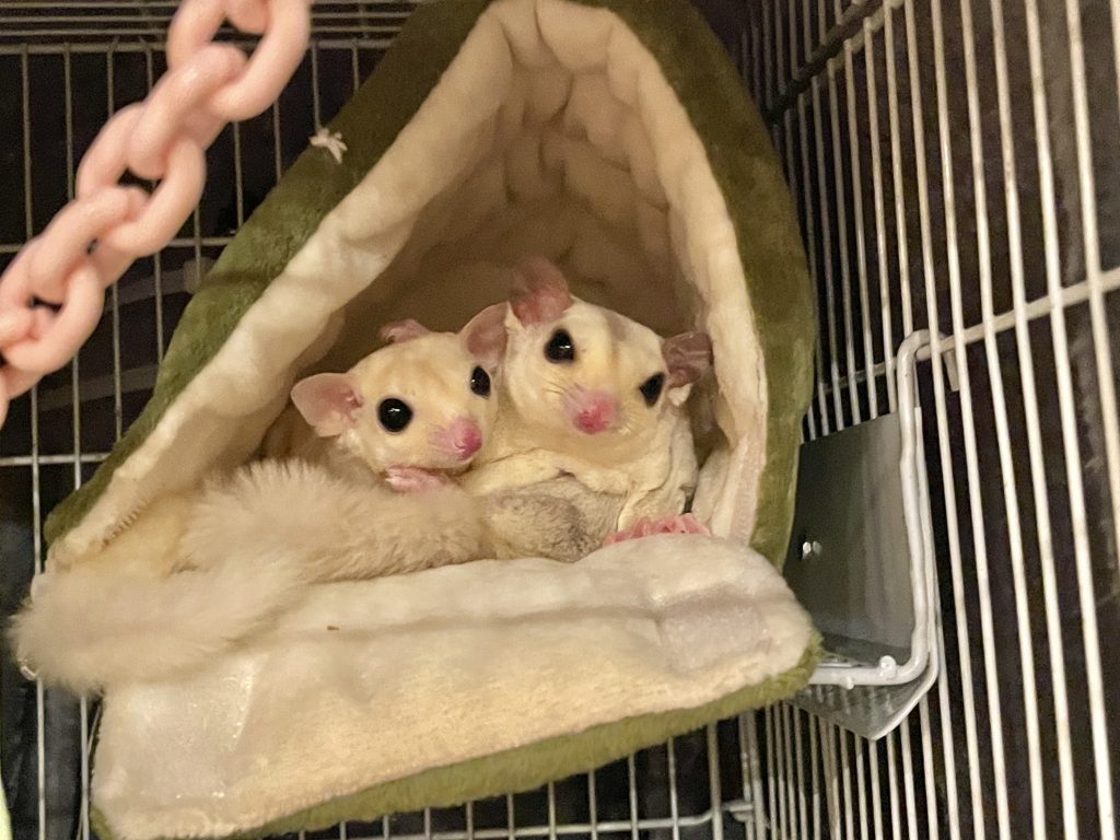 ポーチの中でご飯を待つ2匹のフクロモモンガ