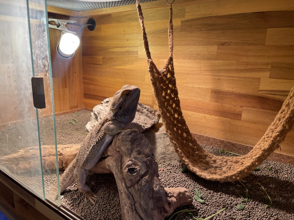 日光浴をするフトアゴヒゲトカゲ