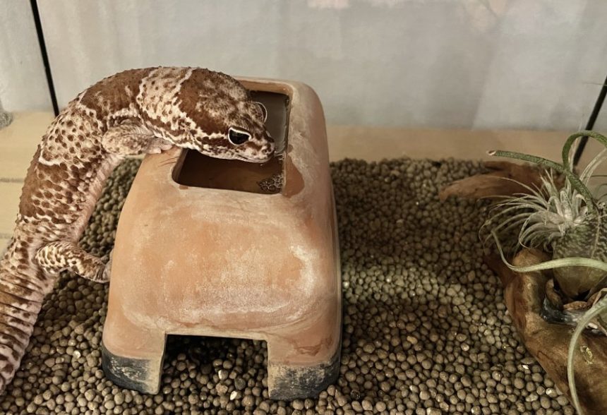 ニシアフリカトカゲモドキが水を飲む様子｜自然な行動観察の一コマ