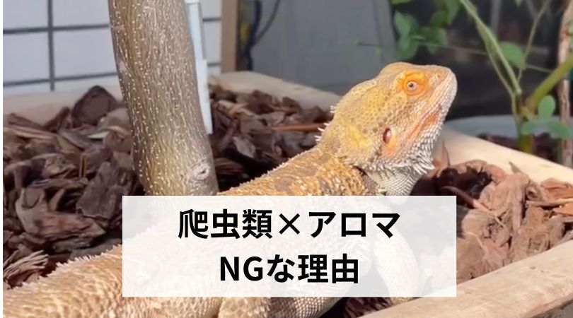 hatyuruikakeruaromadame