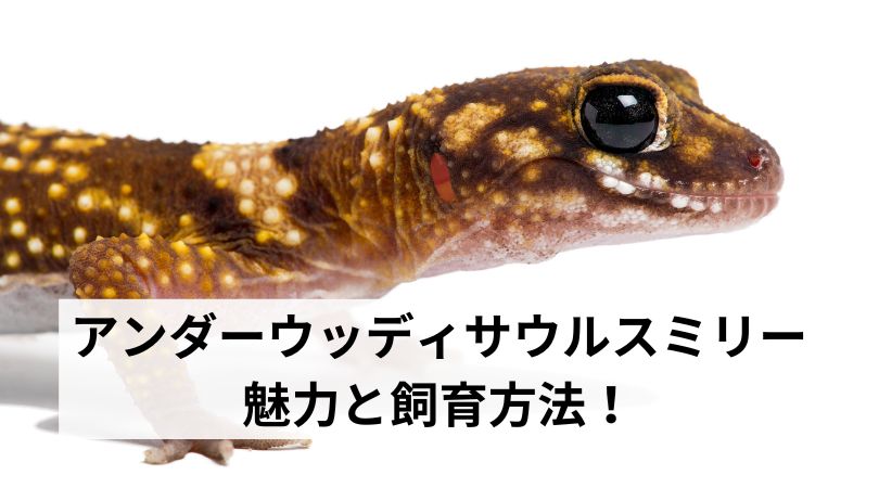 mirinomiryoku