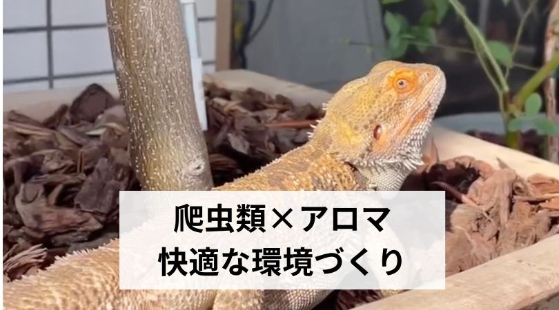 爬虫類とアロマ、快適な環境づくり
