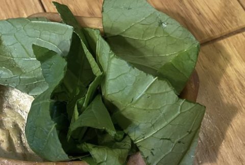 デュビアローチに与える野菜の例、小松菜