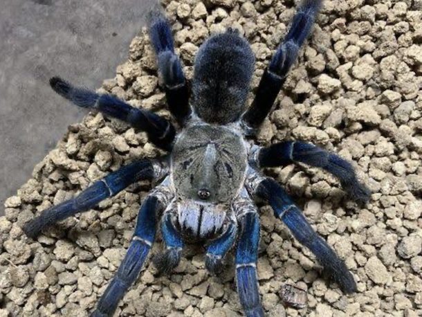 コバルトブルータランチュラ（Cyriopagopus lividus）の美しい青い体色