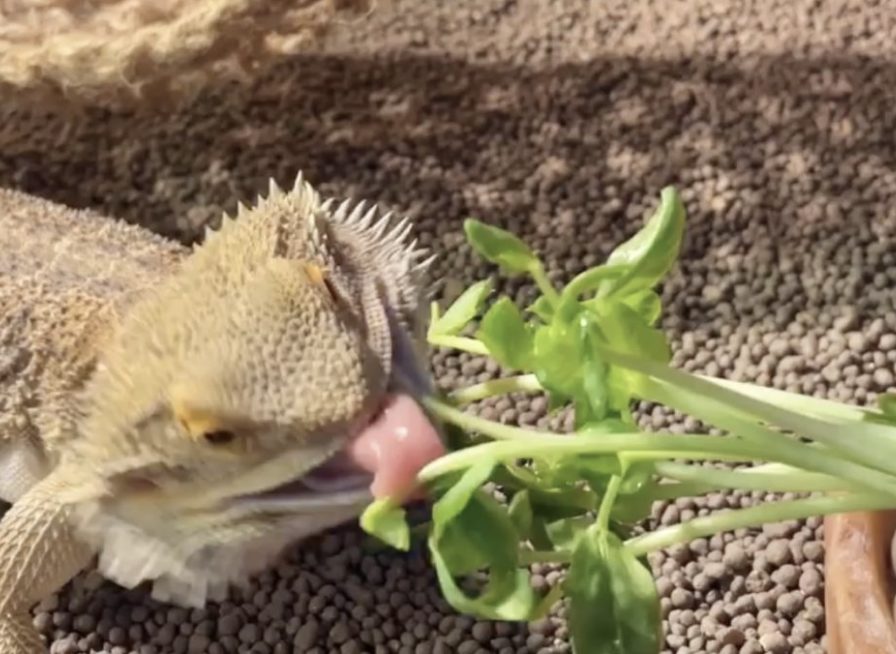 フトアゴヒゲトカゲが豆苗とオクラを食べている様子 