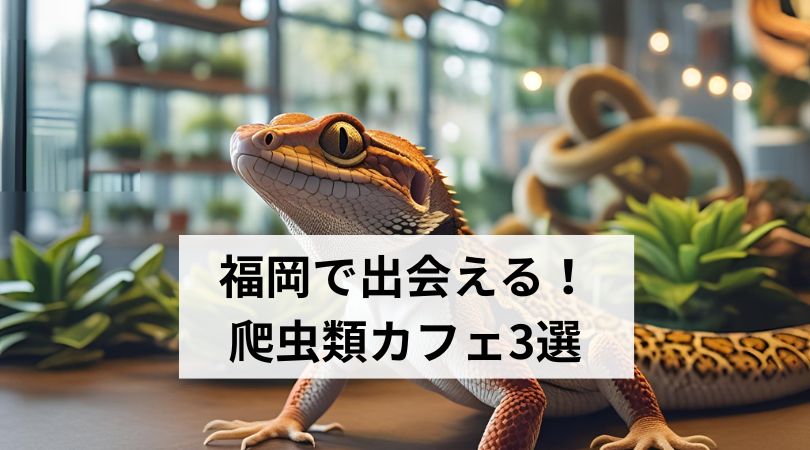 hukuokadnohatyuruikafe