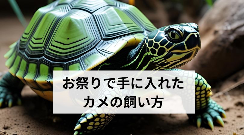 omaturinokamekaikata