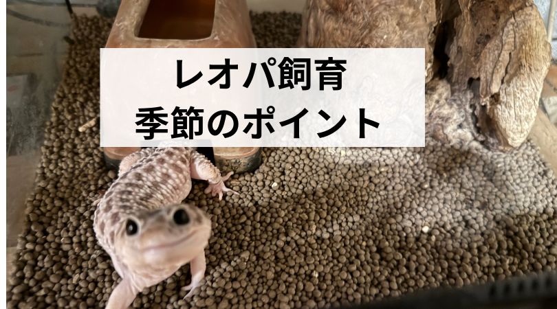 reopakisetugotonopointo