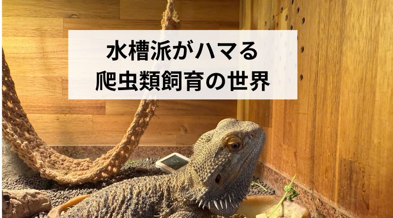 suisouhamohamaruhatyuurui