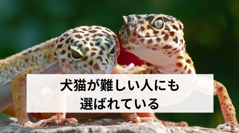 犬猫が難しい人にも選ばれる爬虫類