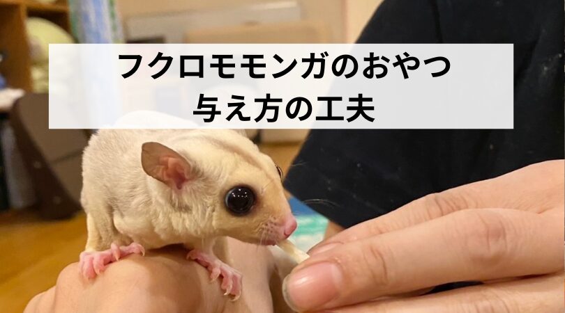 フクロモモンガのおやつ