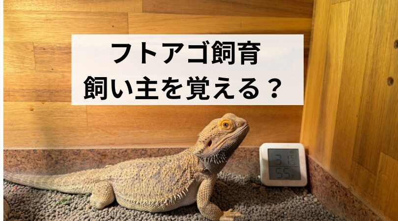 hutoagokainnushioboeru?