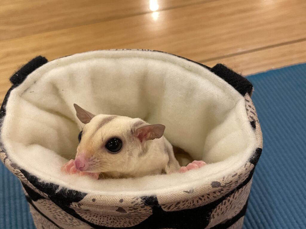 一緒に暮らしているペット