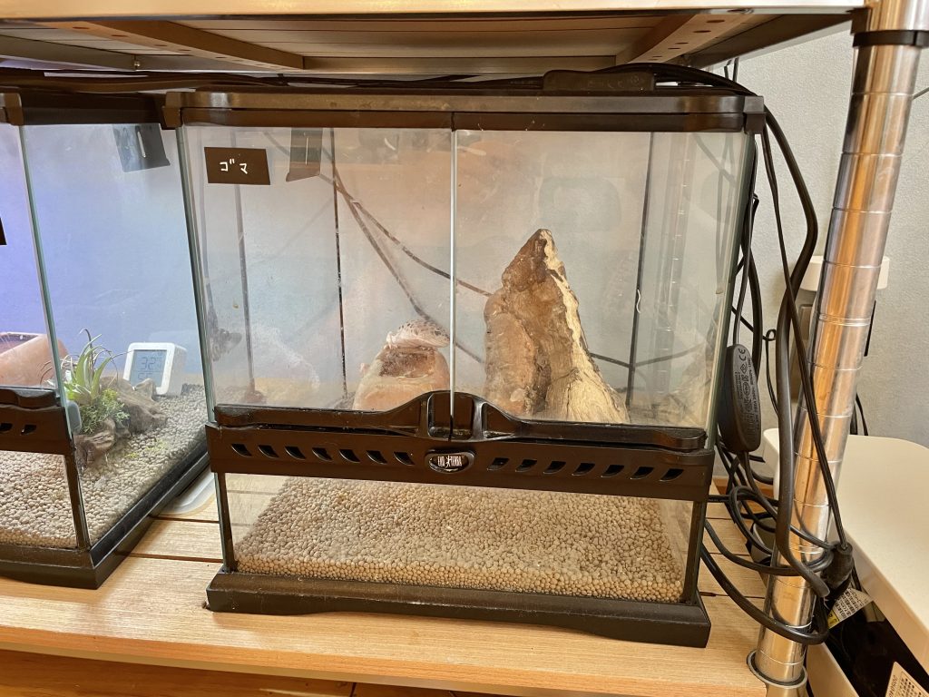 ヒョウモントカゲモドキの飼育ケージ